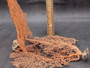 Red-Orange Sea Fan - Echinogorgia SP - (1 fan 7-10 inches). One wide Sea Fan. Copyright 2025 SeaShellSupply.com.