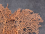 Red-Orange Sea Fan - Echinogorgia SP - (1 fan 7-10 inches). One wide Sea Fan. Copyright 2025 SeaShellSupply.com.