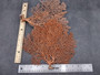 Red-Orange Sea Fan - Echinogorgia SP - (1 fan 7-10 inches). One wide Sea Fan. Copyright 2025 SeaShellSupply.com.