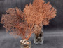 Red-Orange Sea Fan - Echinogorgia SP - (1 fan 7-10 inches). One wide Sea Fan. Copyright 2025 SeaShellSupply.com.