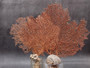 Red-Orange Sea Fan - Echinogorgia SP - (1 fan 7-10 inches). One wide Sea Fan. Copyright 2025 SeaShellSupply.com.
