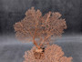 Red-Orange Sea Fan - Echinogorgia SP - (1 fan 7-10 inches). One wide Sea Fan. Copyright 2025 SeaShellSupply.com.