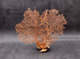 Red Orange Sea Fan Coral Echinogorgia SP (1 fan approx. 7-9+ inches) Adorable sea fan for any coastal projects or as a collection addition!