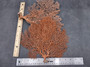 Red Orange Sea Fan Coral Echinogorgia SP (1 fan approx. 7-9+ inches) Adorable sea fan for any coastal projects or as a collection addition!