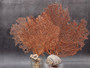 Red Orange Sea Fan Coral Echinogorgia SP (1 fan approx. 7-9+ inches) Adorable sea fan for any coastal projects or as a collection addition!