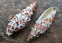 Papal Miter Seashell/Polished - Mitra Papilis - (1 shell approx. 3 inches) (TE-037). Two orange and brown tinted spiral shells with a white pattern. Copyright 2022 SeaShellSupply.com.