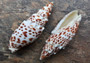 Papal Miter Seashell/Polished - Mitra Papilis - (1 shell approx. 3 inches) (TE-037). Two orange and brown tinted spiral shells with a white pattern. Copyright 2022 SeaShellSupply.com.