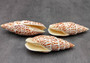 Papal Miter Seashell/Polished - Mitra Papilis - (1 shell approx. 3 inches) (TE-037). Two orange and brown tinted spiral shells with a white pattern. Copyright 2022 SeaShellSupply.com.