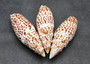 Papal Miter Seashell/Polished - Mitra Papilis - (1 shell approx. 3 inches) (TE-037). Two orange and brown tinted spiral shells with a white pattern. Copyright 2022 SeaShellSupply.com.