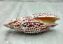 Papal Miter Seashell/Polished Mitra Papilis (1 shell approx. 3-4 inches)