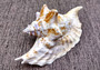 Rooster Conch Seashell (4-5 inches) - Strombus Gallus. White and tan shaded shell with multiple different spirals and shapes. Copyright 2024 SeaShellSupply.com.