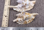 Rooster Conch Seashell (4-5 inches) - Strombus Gallus. White and tan shaded shell with multiple different spirals and shapes. Copyright 2024 SeaShellSupply.com.