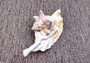 Rooster Conch Seashell (4-5 inches) - Strombus Gallus. White and tan shaded shell with multiple different spirals and shapes. Copyright 2024 SeaShellSupply.com.