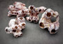 Purple Barnacle Cluster (1 barnacle cluster approx. 3-5 inches). One purple and white ribbed Barnacle. Copyright 2024 SeaShellSupply.com.