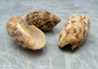 Bat Volute Seashells (3 pcs.) - (2-3 inches) - Cymbiola Vespertilio. Multiple tan and light yellow shells in a pile. Copyright 2022 SeaShellSupply.com.