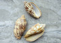 Bat Volute Seashells (3 pcs.) - (2-3 inches) - Cymbiola Vespertilio. Multiple tan and light yellow shells in a pile. Copyright 2022 SeaShellSupply.com.