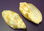 Bat Volute Seashells (3 pcs.) - (2-3 inches) - Cymbiola Vespertilio. Two tan and light yellow shells side by side showing front and back views. Copyright 2022 SeaShellSupply.com.