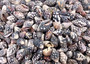 Black Dove Seashells Columbella Mercatoris Linne (approx. half cup 140+ shells 0.25+ inches) Spotted Dove shells for coastal arts & crafts! Copyright 2025 SeaShellSupply.com.