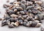 Black Dove Seashells Columbella Mercatoris Linne (approx. half cup 140+ shells 0.25+ inches) Spotted Dove shells for coastal arts & crafts! Copyright 2025 SeaShellSupply.com.