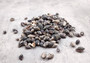 Black Dove Seashells Columbella Mercatoris Linne (approx. half cup 140+ shells 0.25+ inches) Spotted Dove shells for coastal arts & crafts! Copyright 2025 SeaShellSupply.com.