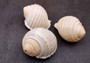 Costate Tun Seashell - Tonna Allium - (3 shells approx. 2-3 inches). Three tan and white ribbed shells facing three different directions showing all of the angles. Copyright 2024 SeaShellSupply.com.