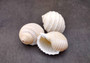 Costate Tun Seashell - Tonna Allium - (3 shells approx. 2-3 inches). Three tan and white ribbed shells facing three different directions showing all of the angles. Copyright 2024 SeaShellSupply.com.