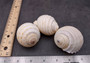 Costate Tun Seashell - Tonna Allium - (3 shells approx. 2-3 inches). Three tan and white ribbed shells facing three different directions showing all of the angles. Copyright 2024 SeaShellSupply.com.