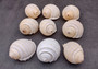 Costate Tun Seashell - Tonna Allium - (3 shells approx. 2-3 inches). Three tan and white ribbed shells facing three different directions showing all of the angles. Copyright 2024 SeaShellSupply.com.