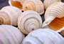 Costate Tun Seashell - Tonna Allium - (3 shells approx. 2-3 inches). Three tan and white ribbed shells facing three different directions showing all of the angles. Copyright 2024 SeaShellSupply.com.