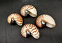 Natural Nautilus Seashell - Nautilus Pompilius - (1 shell approx. 4-5 inches). A white spiral based shell with brown stripes. Copyright 2022 SeaShellSupply.com.