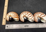 Natural Nautilus Seashell - Nautilus Pompilius - (1 shell approx. 4-5 inches). A white spiral based shell with brown stripes. Copyright 2022 SeaShellSupply.com.