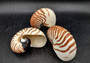 Natural Nautilus Seashell - Nautilus Pompilius - (1 shell approx. 4-5 inches). A white spiral based shell with brown stripes. Copyright 2022 SeaShellSupply.com.