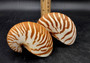 Natural Nautilus Seashell - Nautilus Pompilius - (1 shell approx. 4-5 inches). A white spiral based shell with brown stripes. Copyright 2022 SeaShellSupply.com.