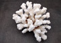 Brownstem Coral Cluster - Pocillopora Verrucosa - (1 cluster approx. 5-7 inches). One white coral cluster with multiple white branches. Copyright 2025 SeaShellSupply.com.