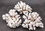 Brownstem Coral Cluster - Pocillopora Verrucosa - (1 cluster approx. 5-7 inches). One white coral cluster with multiple white branches. Copyright 2025 SeaShellSupply.com.