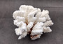 Brownstem Coral Cluster - Pocillopora Verrucosa - (1 cluster approx. 5-7 inches). One white coral cluster with multiple white branches. Copyright 2025 SeaShellSupply.com.