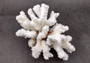 Brownstem Coral Cluster - Pocillopora Verrucosa - (1 cluster approx. 5-7 inches). One white coral cluster with multiple white branches. Copyright 2025 SeaShellSupply.com.