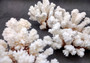 Brownstem Coral Cluster - Pocillopora Verrucosa - (1 cluster approx. 5-7 inches). One white coral cluster with multiple white branches. Copyright 2025 SeaShellSupply.com.