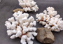 Brownstem Coral Cluster - Pocillopora Verrucosa - (1 cluster approx. 5-7 inches). One white coral cluster with multiple white branches. Copyright 2025 SeaShellSupply.com.