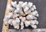 Brownstem Coral Cluster - Pocillopora Verrucosa - (1 cluster approx. 5-7 inches). One white coral cluster with multiple white branches. Copyright 2025 SeaShellSupply.com.