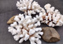 Brownstem Coral Cluster - Pocillopora Verrucosa - (1 cluster approx. 5-7 inches). One white coral cluster with multiple white branches. Copyright 2025 SeaShellSupply.com.