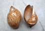 Pacific Partridge Tun Seashell (3-4 inches) - Tonna Perdix. Two brown and white shells, one showing the spiral and design, the other showing the opening. Copyright 2022 SeaShellSupply.com.