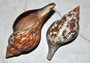 True Tulip Seashell - Fasciolaria Tulipa - (1 shell approx. 3-4 inches). Multiple shells laying to show the different angles of the coloring, shape, and patterns. Copyright 2022 SeaShellSupply.com.