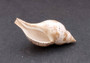 True Tulip Seashell - Fasciolaria Tulipa - (1 shell approx. 3-4 inches). Multiple shells laying to show the different angles of the coloring, shape, and patterns. Copyright 2022 SeaShellSupply.com.