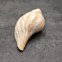 True Tulip Seashell Natural Fasciolaria Tulipa (1 shell approx. 3+ inches) Medium Sized Tulip Shell for coastal collections & display! Copyright 2026 SeaShellSupply.com.