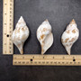 True Tulip Seashell Natural Fasciolaria Tulipa (1 shell approx. 3+ inches) Medium Sized Tulip Shell for coastal collections & display! Copyright 2026 SeaShellSupply.com.