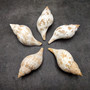 True Tulip Seashell Natural Fasciolaria Tulipa (1 shell approx. 3+ inches) Medium Sized Tulip Shell for coastal collections & display! Copyright 2026 SeaShellSupply.com.