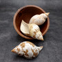 True Tulip Seashell Natural Fasciolaria Tulipa (1 shell approx. 3+ inches) Medium Sized Tulip Shell for coastal collections & display! Copyright 2026 SeaShellSupply.com.