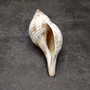 True Tulip Seashell Natural Fasciolaria Tulipa (1 shell approx. 3+ inches) Medium Sized Tulip Shell for coastal collections & display! Copyright 2026 SeaShellSupply.com.