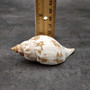 True Tulip Seashell Natural Fasciolaria Tulipa (1 shell approx. 3+ inches) Medium Sized Tulip Shell for coastal collections & display! Copyright 2026 SeaShellSupply.com.